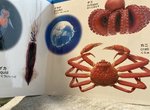 《詭異的海洋生物圖鑑》為什麼章魚和螃蟹是熟的?大創童書讓讀者滿頭問號 《詭異的海洋生物圖鑑》為什麼章魚和螃蟹是熟的?大創童書讓讀者滿頭問號
