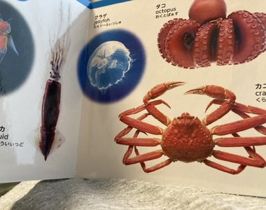 《詭異的海洋生物圖鑑》為什麼章魚和螃蟹是熟的?大創童書讓讀者滿頭問號