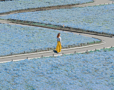 《粉蝶花海美照藏玄機》花季人山人海怎麼拍出沒有路人的照片？攝影師修圖技巧令人瞠目結舌