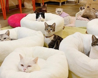 貓奴天堂~首爾《室外貓咪咖啡廳》100多隻喵星人陪你「拎嘎逼」