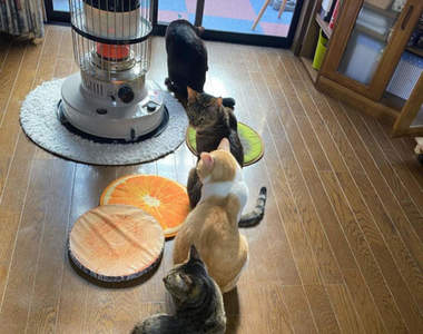 【有片】《臣服暖爐的喵星人們》暖爐前出現排隊"貓"潮,全都為了取暖而來❤