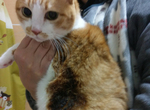 《被暖爐烤焦的貓》日本飼主每逢冬天一定要當心 牠們自己並不會發現暗藏危險…… 《被暖爐烤焦的貓》日本飼主每逢冬天一定要當心 牠們自己並不會發現暗藏危險……