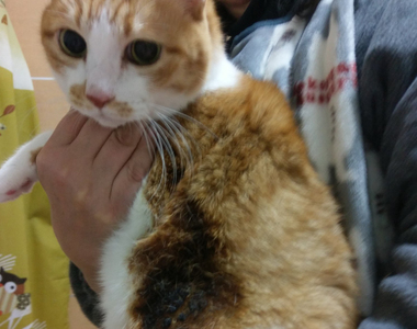 《被暖爐烤焦的貓》日本飼主每逢冬天一定要當心 牠們自己並不會發現暗藏危險……