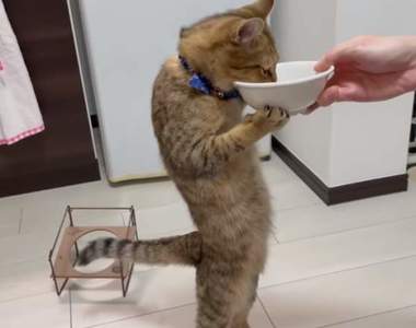 【有片】《站著吃飯的貓咪》完全就是立食屋裡挺著啤酒肚捧碗喝湯的大叔啊ww