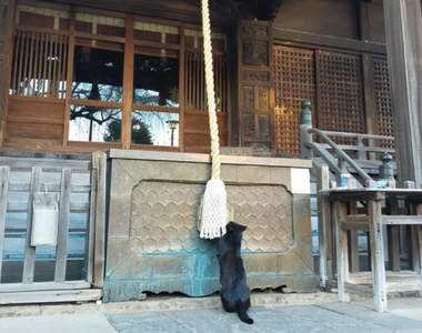 【有片】神社目擊《貓的新年參拜》神啊,今年也請給我吃不完的罐罐❤