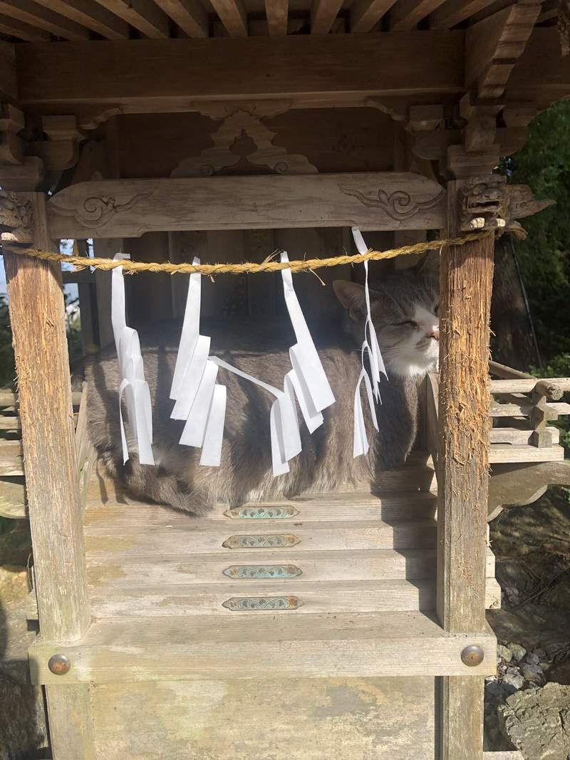 圖片5 【有片】神社目擊《貓的新年參拜》神啊,今年也請給我吃不完的罐罐❤ | 宅宅新聞