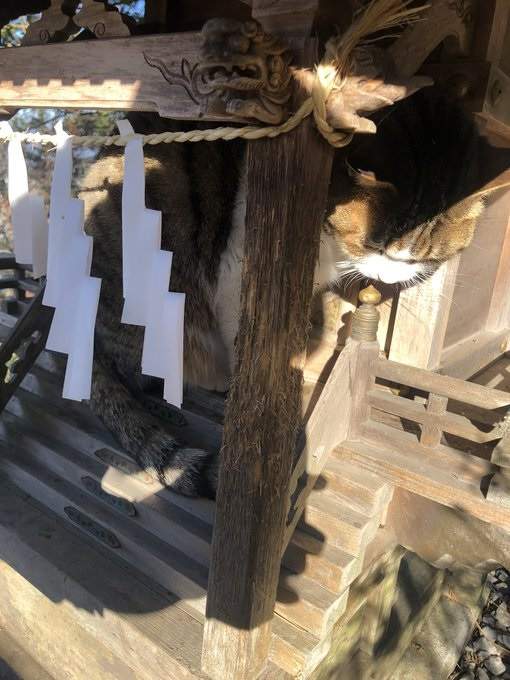 圖片6 【有片】神社目擊《貓的新年參拜》神啊,今年也請給我吃不完的罐罐❤ | 宅宅新聞