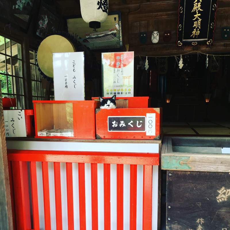 圖片7 【有片】神社目擊《貓的新年參拜》神啊,今年也請給我吃不完的罐罐❤ | 宅宅新聞