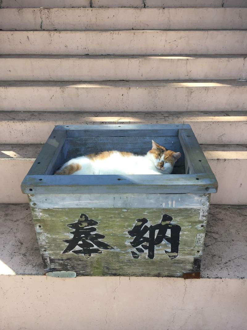 圖片8 【有片】神社目擊《貓的新年參拜》神啊,今年也請給我吃不完的罐罐❤ | 宅宅新聞