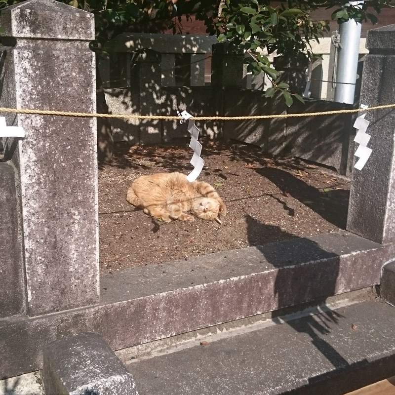 圖片9 【有片】神社目擊《貓的新年參拜》神啊,今年也請給我吃不完的罐罐❤ | 宅宅新聞