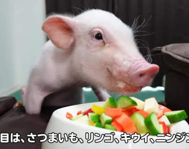 youtube頻道《100天後會被吃的豬》進行到第99天所以再過幾小時豬豬就會GG嗎?
