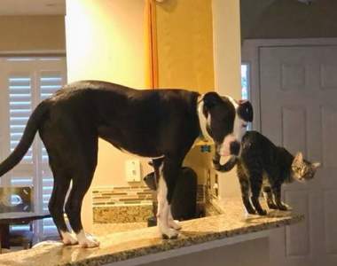 傻眼光景《逐漸貓化的狗》看到箱子就想鑽進去這真的徹底喵化惹