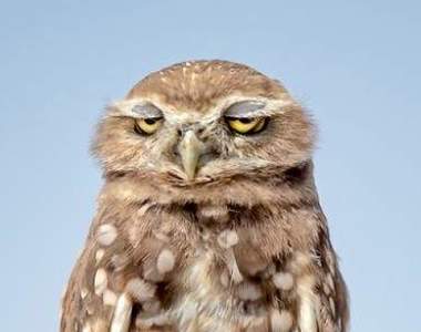 2021《搞笑野生動物攝影獎》這眼神很好代表了我每天上班的心情