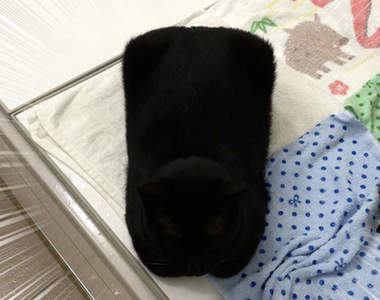 家中驚見《方形貓》沒有擠進容器就能呈現的完美四角,不禁疑問貓到底是液體還固體?