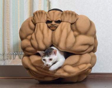 最自由的男人《奧利巴球體術貓窩》不受拘束這不就是貓貓最嚮往的事情嗎