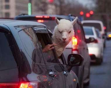 敢超車試試看《搞笑動物照片》人要比車兇這個眼神就對了