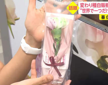 日本第一個《鮮花販賣機》各式種類而且包裝精美甚至還有「花籤」運勢占卜喔
