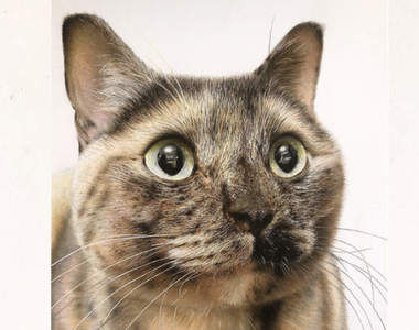 畫技傳神《色鉛筆貓貓繪圖》逼近照片等級?這就是練到人體印表機的境界