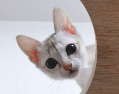 《貓在家中上演失蹤記》原本焦急找不到貓咪，沒想到找到時貓竟然是這副模樣ww