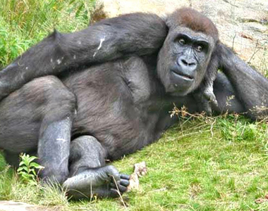 Facebook的AI識別出包，把黑人影片標示為《靈長類動物》，引發軒然大波！