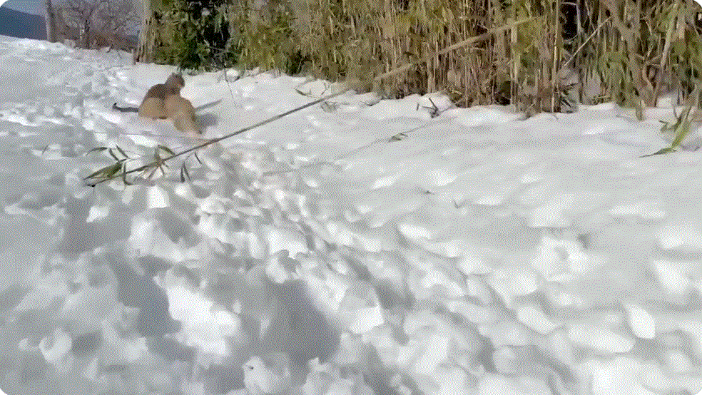 圖片6 【有片】《被幼犬騷擾的喵星人》山陰柴犬衝向貓咪狂親猛舔的影片湧入400萬點閱❤ | 宅宅新聞
