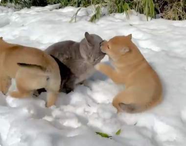 【有片】《被幼犬騷擾的喵星人》山陰柴犬衝向貓咪狂親猛舔的影片湧入400萬點閱❤