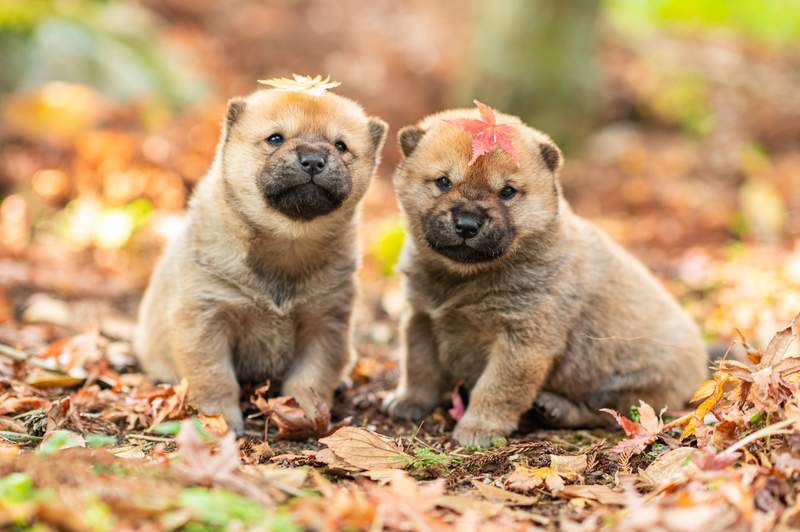 有片 被幼犬騷擾的喵星人 山陰柴犬衝向貓咪狂親猛舔的影片湧入400萬點閱