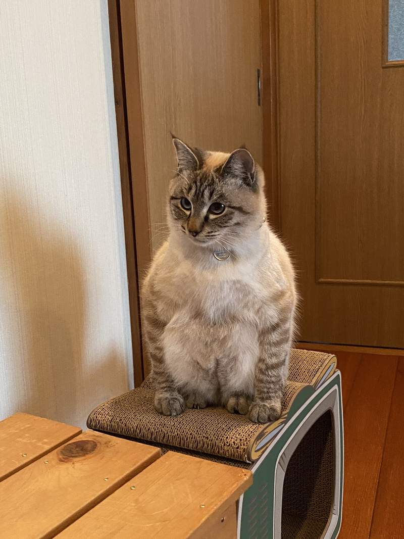 圖片5 飼主困惑《蹲坐的貓》有如木雕一般的奇怪坐姿,原來是貓常出現的坐姿? | 宅宅新聞