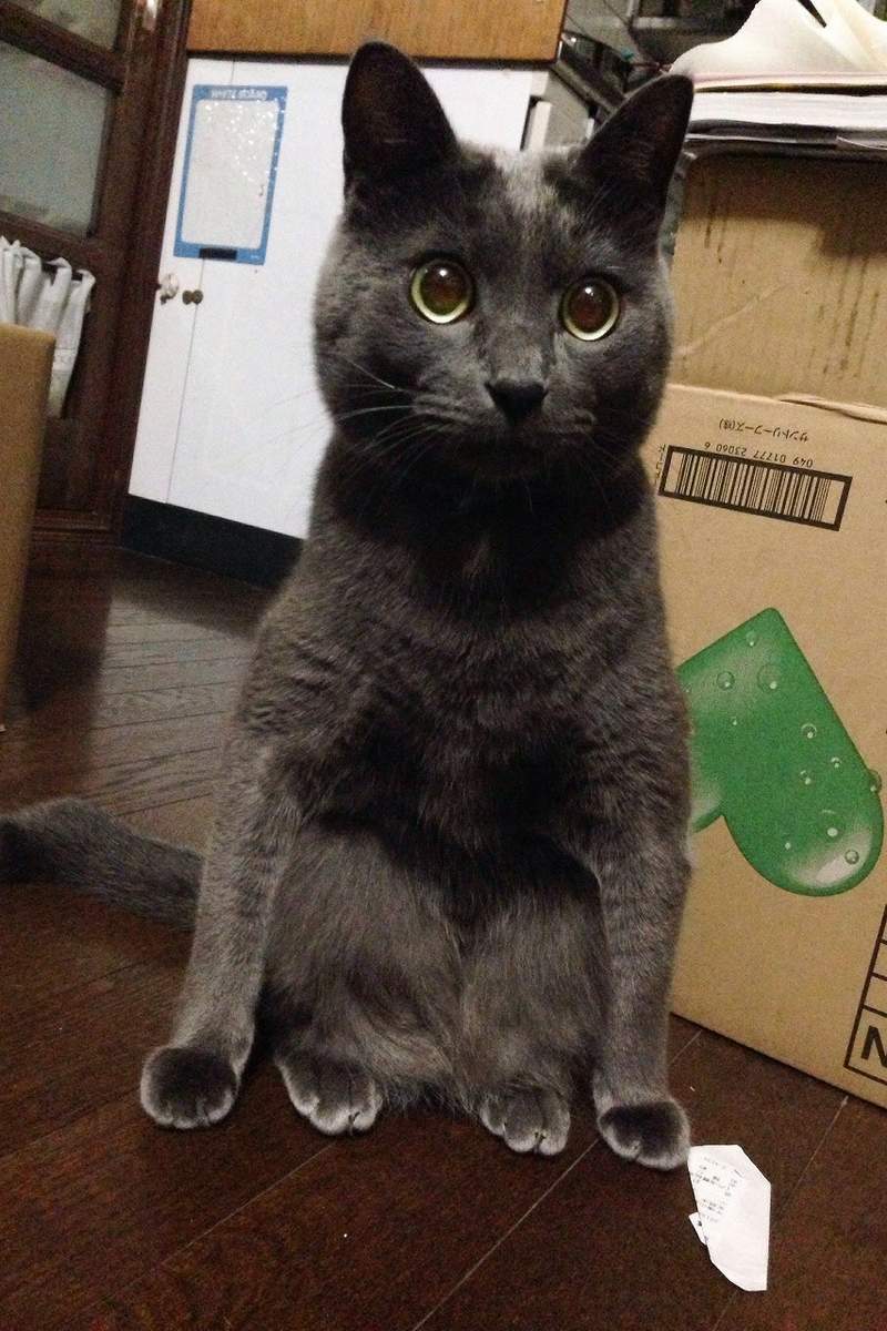 圖片9 飼主困惑《蹲坐的貓》有如木雕一般的奇怪坐姿,原來是貓常出現的坐姿? | 宅宅新聞