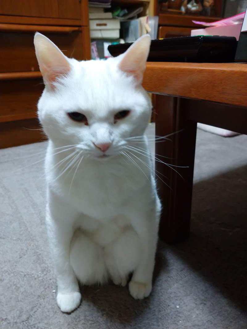 圖片10 飼主困惑《蹲坐的貓》有如木雕一般的奇怪坐姿,原來是貓常出現的坐姿? | 宅宅新聞