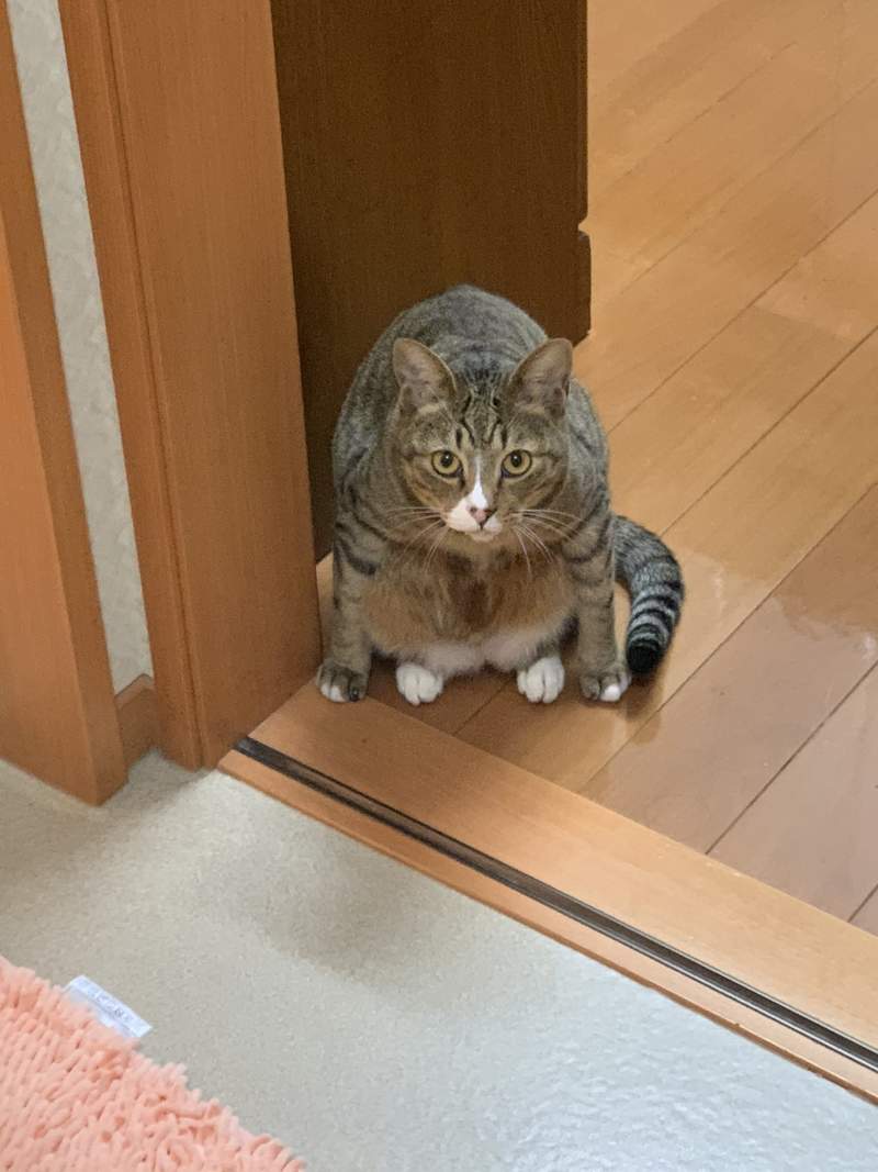 圖片12 飼主困惑《蹲坐的貓》有如木雕一般的奇怪坐姿,原來是貓常出現的坐姿? | 宅宅新聞