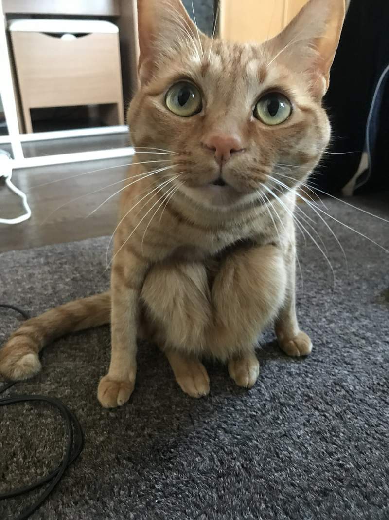 圖片14 飼主困惑《蹲坐的貓》有如木雕一般的奇怪坐姿,原來是貓常出現的坐姿? | 宅宅新聞