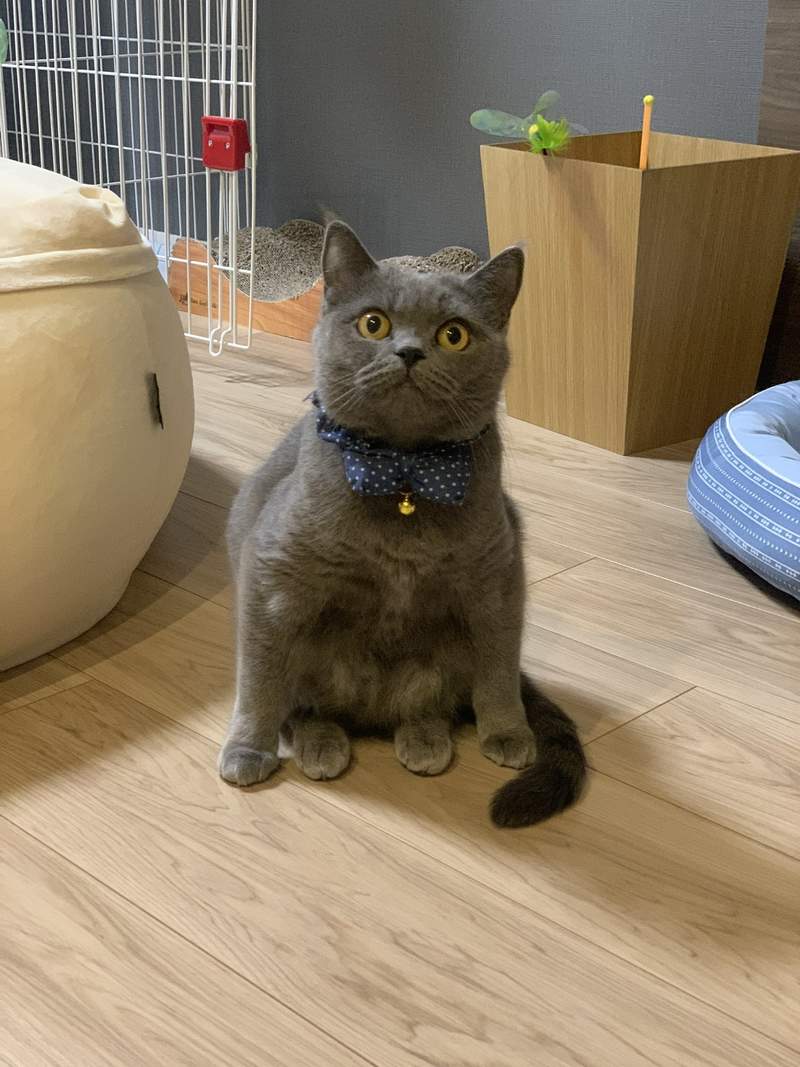 圖片15 飼主困惑《蹲坐的貓》有如木雕一般的奇怪坐姿,原來是貓常出現的坐姿? | 宅宅新聞