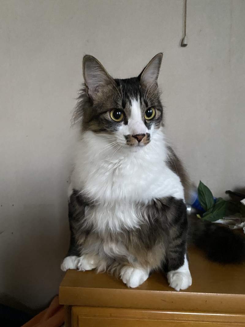 圖片16 飼主困惑《蹲坐的貓》有如木雕一般的奇怪坐姿,原來是貓常出現的坐姿? | 宅宅新聞