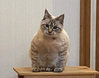 飼主困惑《蹲坐的貓》有如木雕一般的奇怪坐姿,原來是貓常出現的坐姿?