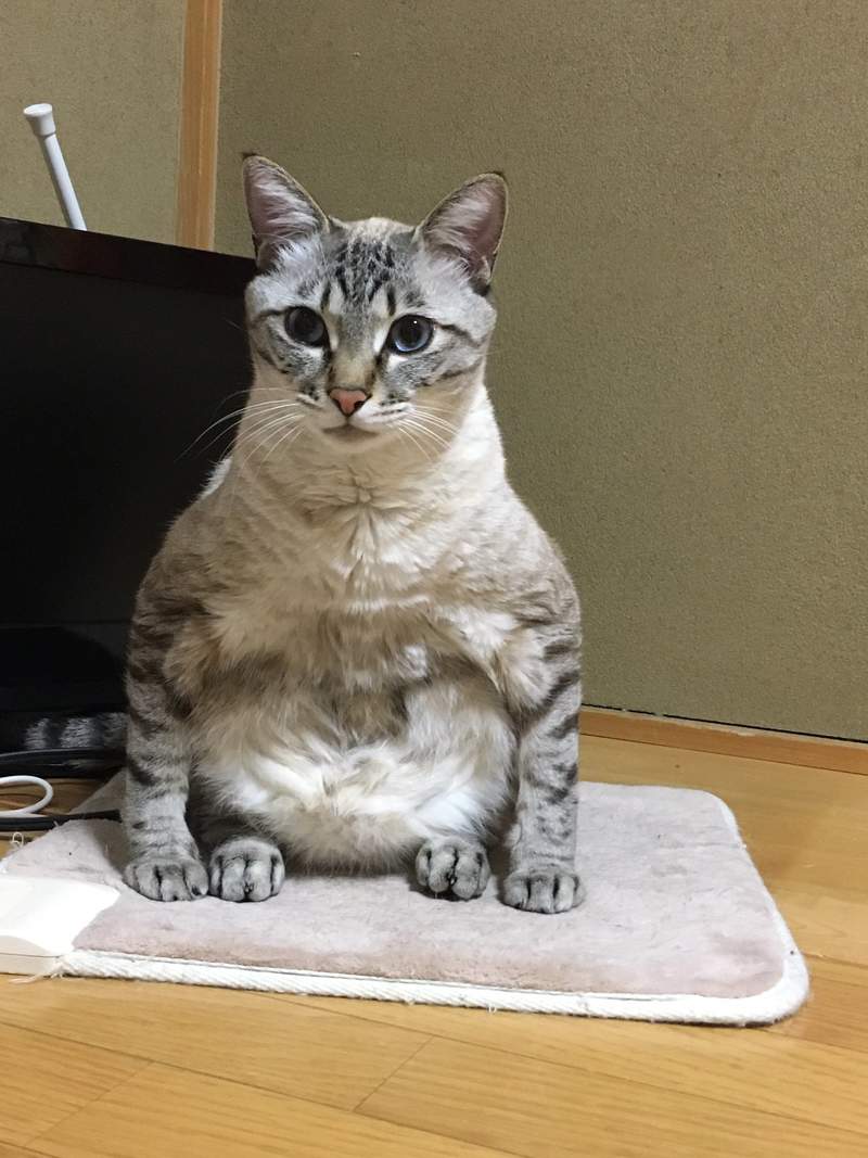 圖片18 飼主困惑《蹲坐的貓》有如木雕一般的奇怪坐姿,原來是貓常出現的坐姿? | 宅宅新聞