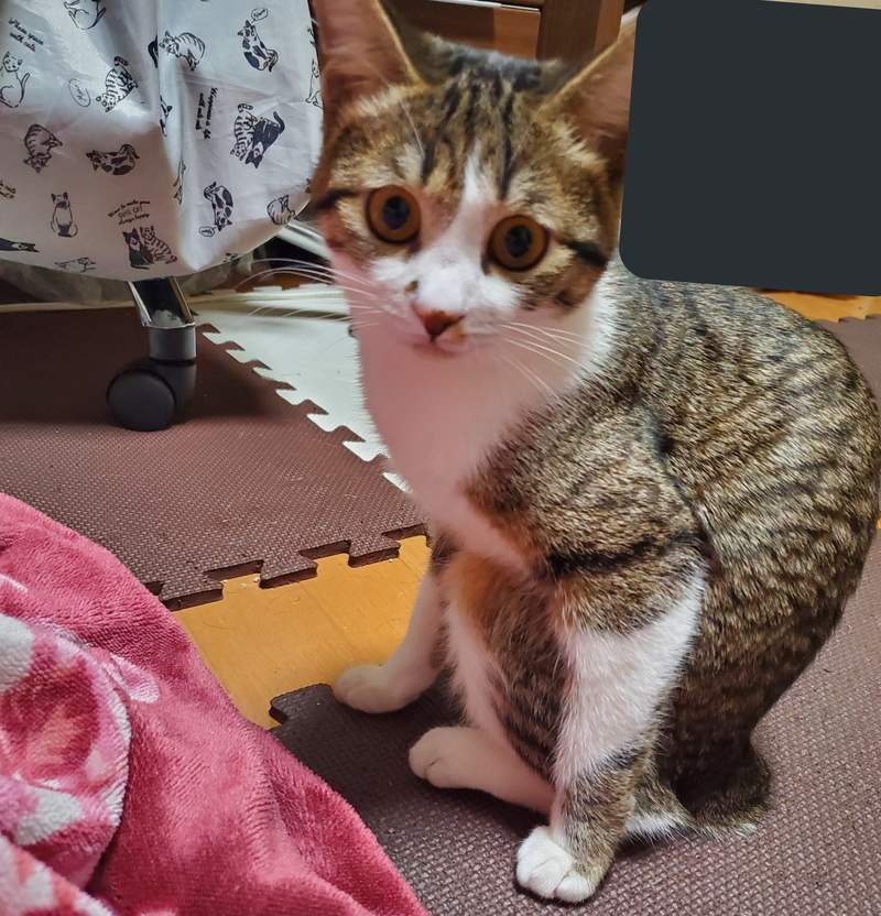 圖片19 飼主困惑《蹲坐的貓》有如木雕一般的奇怪坐姿,原來是貓常出現的坐姿? | 宅宅新聞