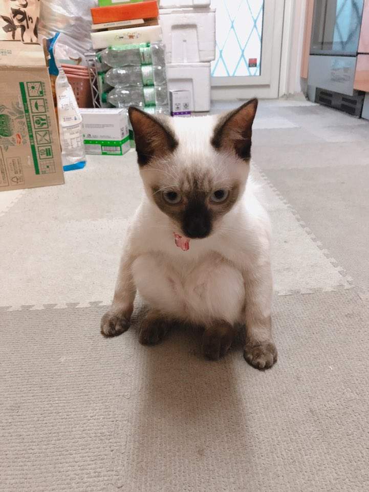 圖片20 飼主困惑《蹲坐的貓》有如木雕一般的奇怪坐姿,原來是貓常出現的坐姿? | 宅宅新聞