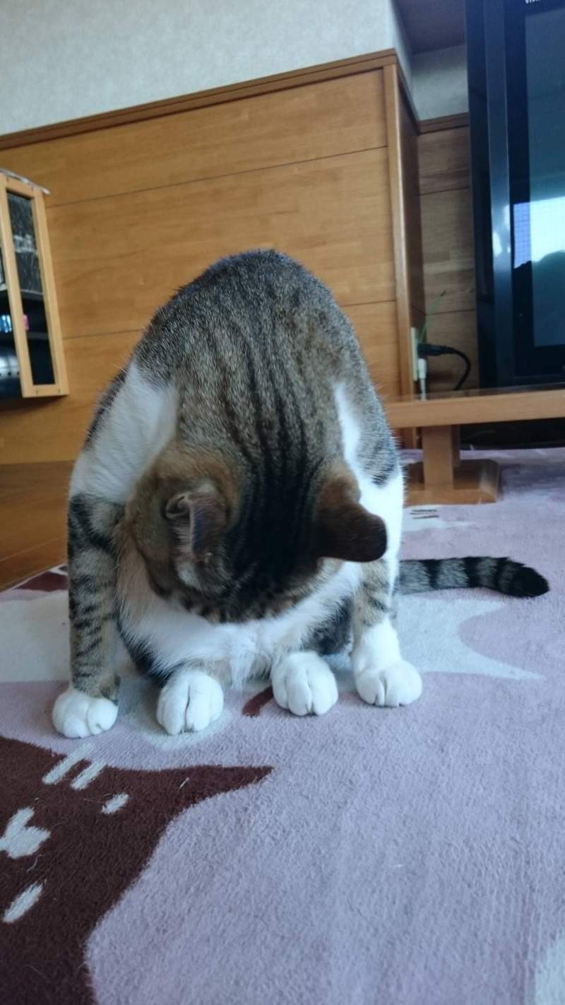 圖片22 飼主困惑《蹲坐的貓》有如木雕一般的奇怪坐姿,原來是貓常出現的坐姿? | 宅宅新聞