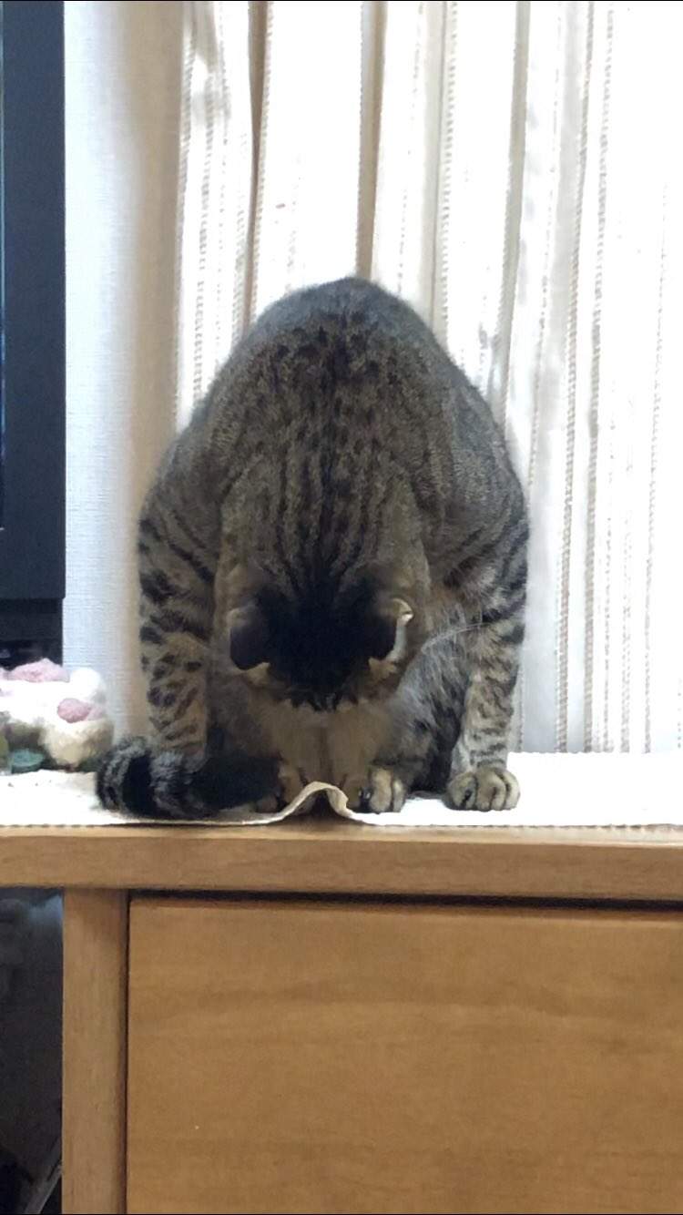 圖片23 飼主困惑《蹲坐的貓》有如木雕一般的奇怪坐姿,原來是貓常出現的坐姿? | 宅宅新聞