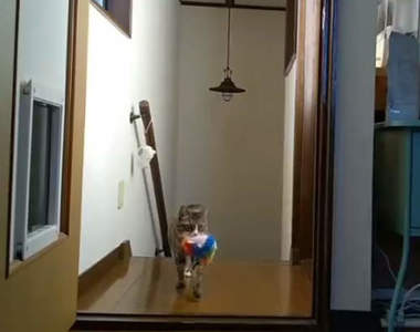 【有片】《貓的母性行為》天氣一冷就把玩偶帶去溫暖地方,還會帶它們曬太陽取暖❤