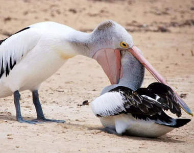 還在口腔期？《什麼都往嘴裡送的鵜鶘》管它大隻小隻什麼都張開嘴試一遍就對惹XD