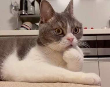 傻眼貓咪看到《MAN WITH A MISSION 狼人樂團的瞬間》喵星人當下WTF的表情全寫在臉上