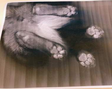 《熱門宅文年度回顧》貓主子就是正義篇 2020推特最熱門貓話題再來被療癒一次❤