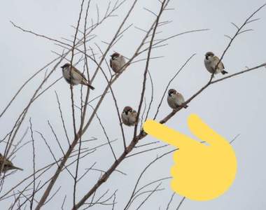 《鳥的開腳站姿》拍攝樹上麻雀群意外發現其中一隻站姿超奇特ww