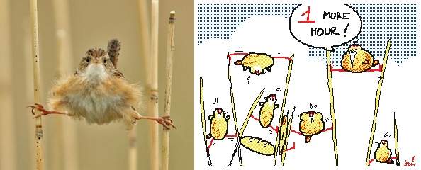 圖片8 《鳥的開腳站姿》拍攝樹上麻雀群意外發現其中一隻站姿超奇特ww | 宅宅新聞