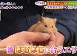 《溺愛倉鼠的藝人野田光》原本懷著邪念養來上通告 後來卻愛到生活重心全部圍繞牠 《溺愛倉鼠的藝人野田光》原本懷著邪念養來上通告 後來卻愛到生活重心全部圍繞牠
