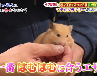 《溺愛倉鼠的藝人野田光》原本懷著邪念養來上通告 後來卻愛到生活重心全部圍繞牠