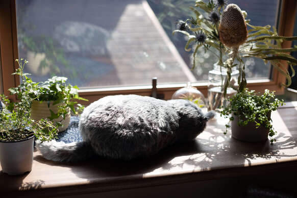 貓貓抱枕《MeowEver》幾乎就跟真貓一樣的大小重量，內藏懷爐讓你感受溫度體驗真實養貓感覺 | 宅宅新聞