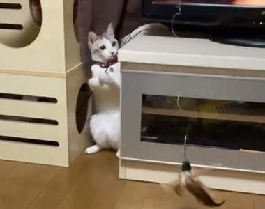 【有片】《貓把逗貓棒當釣竿》站在飼主前巧妙操控逗貓棒,其實是想釣牠主人?ww